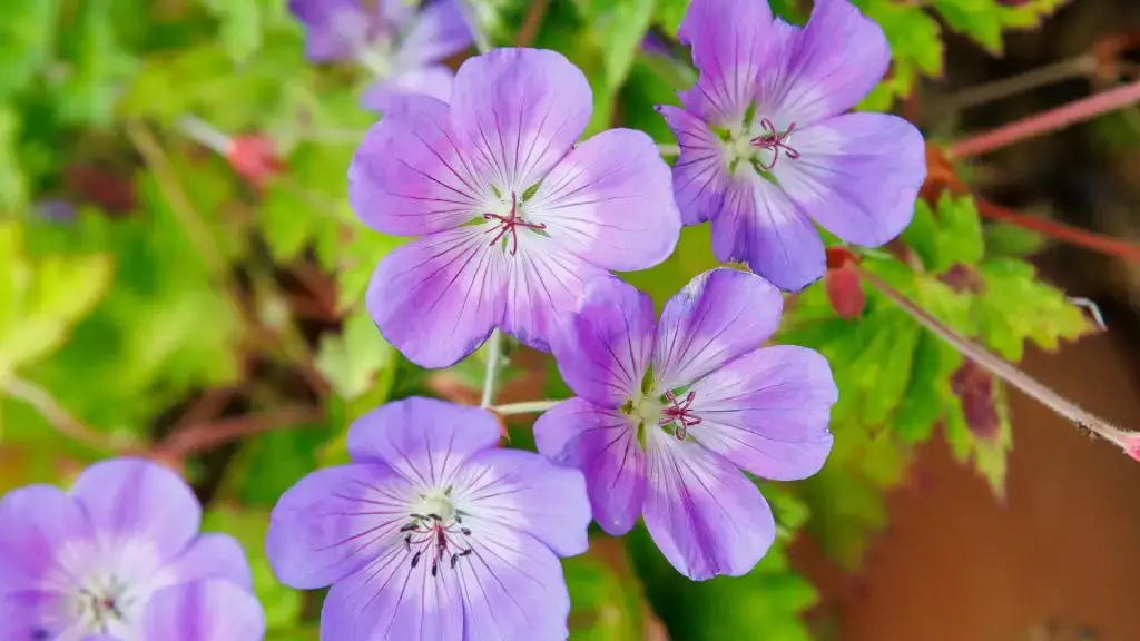 Purple flowers with green foliage, presenting the topic of the page, which is making donations in memory of a loved one.